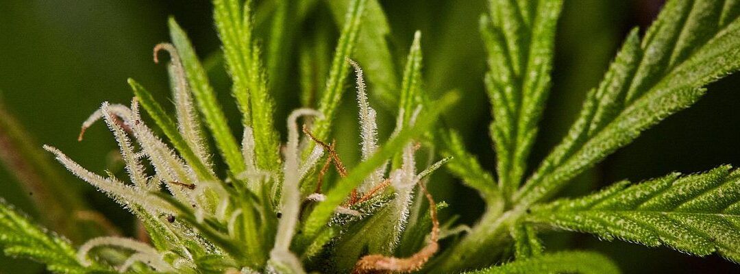 Señales de dependencia al cannabis en adolescentes y adultos
