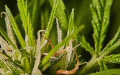 Señales de dependencia al cannabis en adolescentes y adultos
